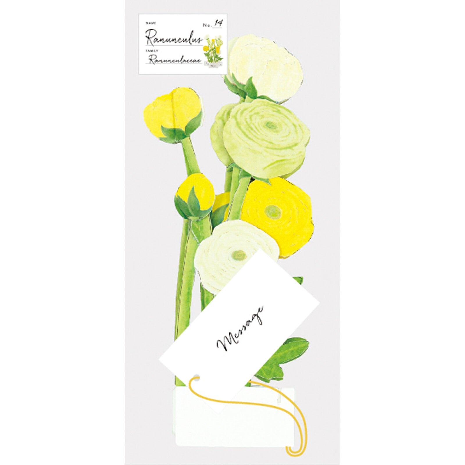 [Greeting Life] Blooming Card – Ranunculus