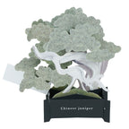 【Greeting Life】3D Pop-Up Bonsai Card - Ma Oak (Makashi)