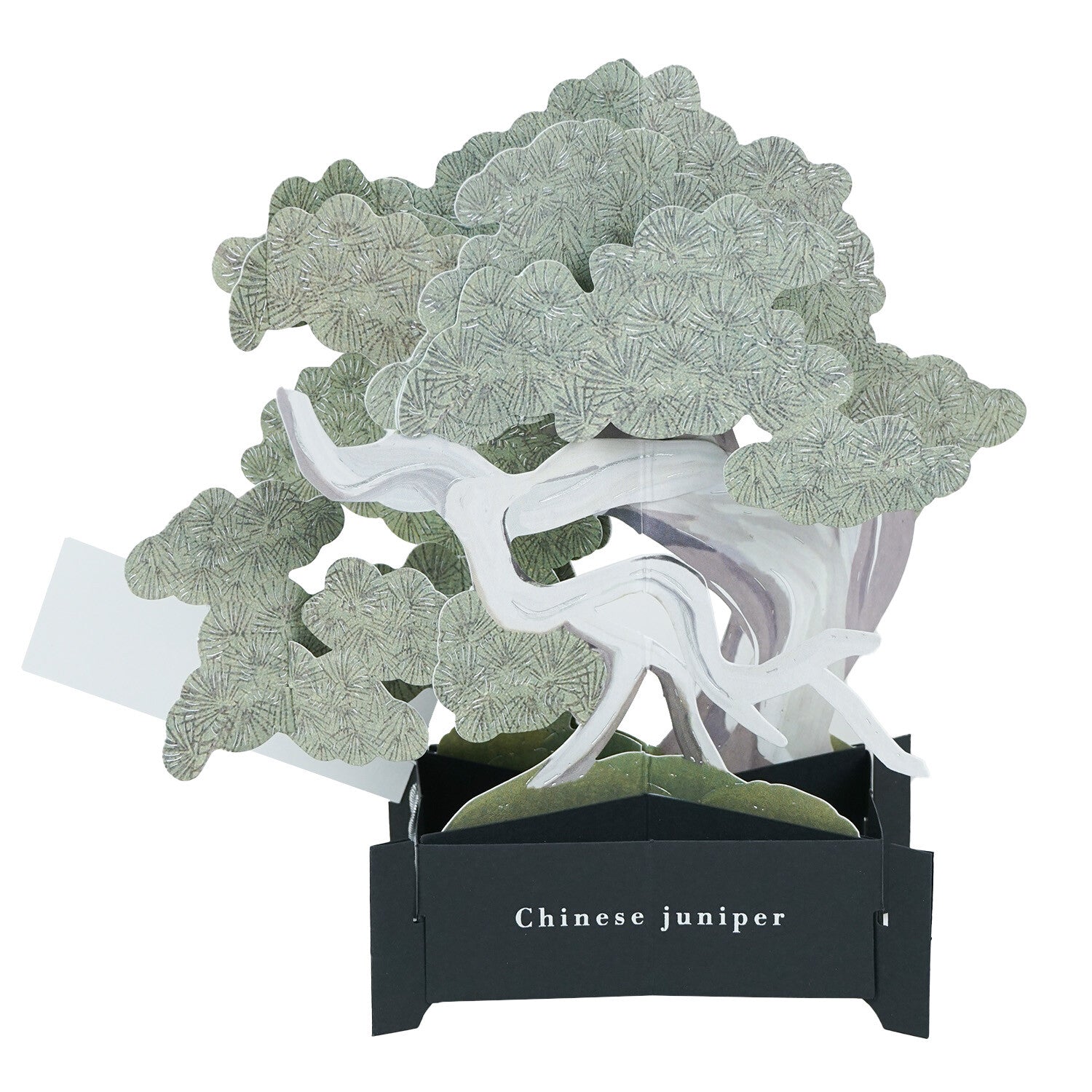 【Greeting Life】3D Pop-Up Bonsai Card - Ma Oak (Makashi)