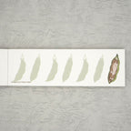 [Kinose Printing] Memo Pad – My Dear Cats (Funny Cats)